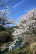桜（徳島・高知：2021.3.27）